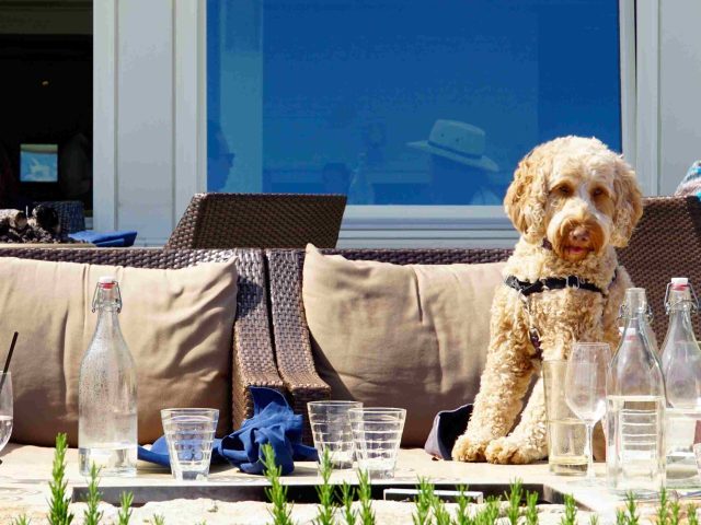 Planning-A-Pet-Friendly-Escape-With-Vacation-Rentals-scaled.jpg